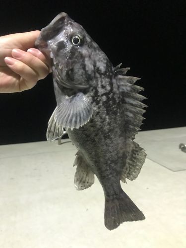 クロソイの釣果