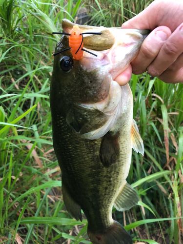 ブラックバスの釣果