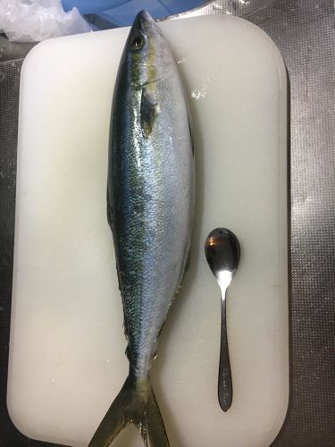 釣果