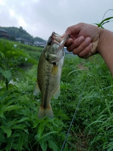 釣果