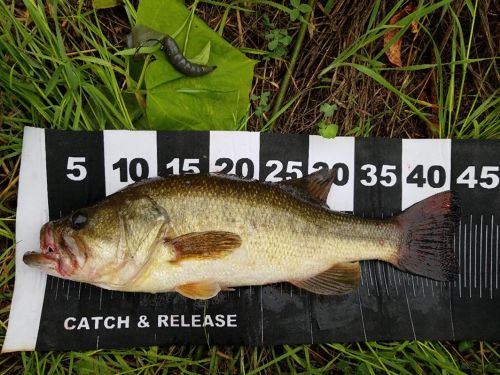 ブラックバスの釣果