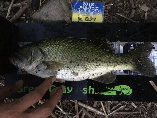 ブラックバスの釣果