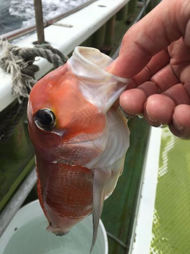 アマダイの釣果