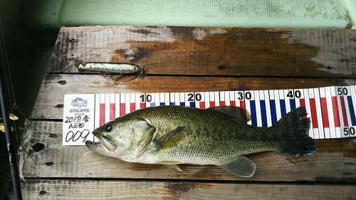 ブラックバスの釣果