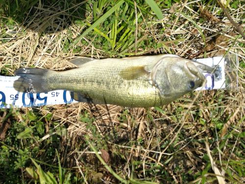 ブラックバスの釣果