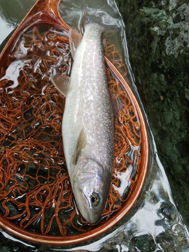 イワナの釣果