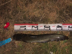 ナマズの釣果