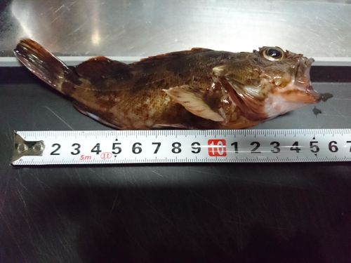 カサゴの釣果