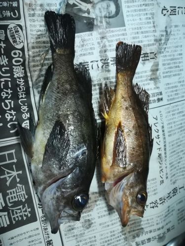 メバルの釣果