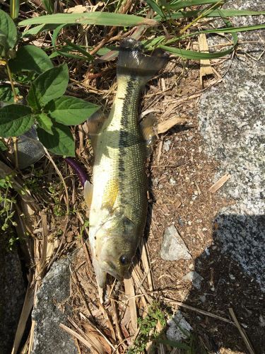 ブラックバスの釣果