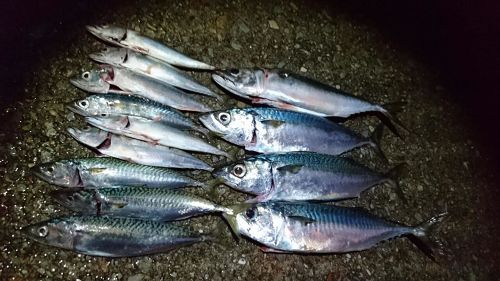 マサバの釣果