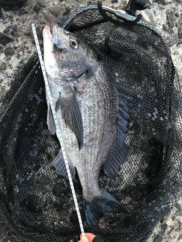 チヌの釣果