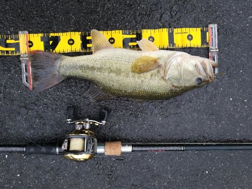 ブラックバスの釣果