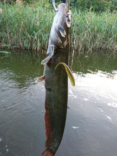 ナマズの釣果