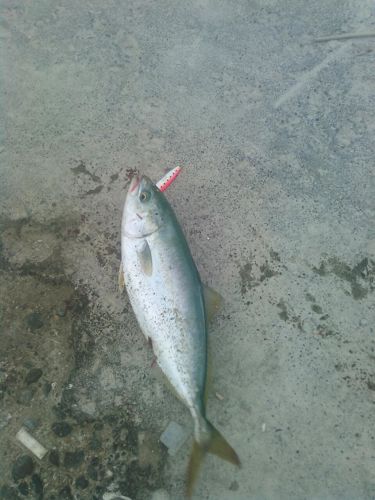 ワカナゴの釣果