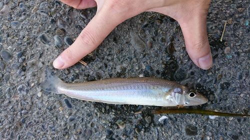 シロギスの釣果