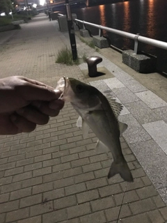 セイゴ（ヒラスズキ）の釣果