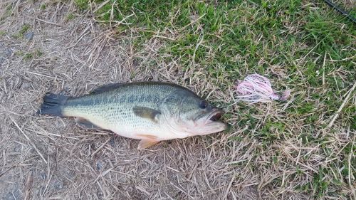 ブラックバスの釣果