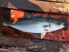 ツバスの釣果