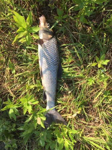 ニゴイの釣果