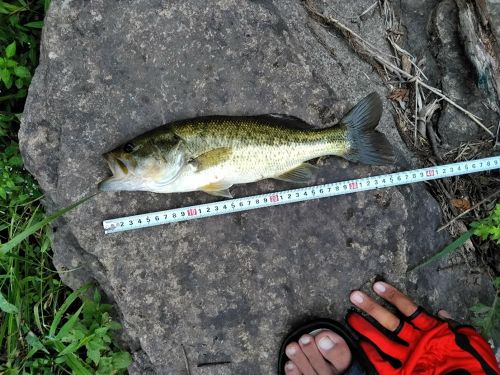 ブラックバスの釣果