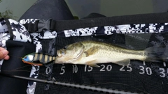 ブラックバスの釣果