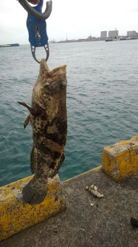 ヤイトハタの釣果