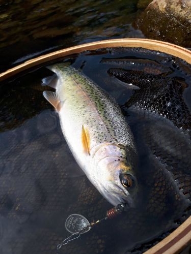 ニジマスの釣果