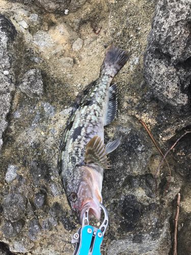 アブラコの釣果