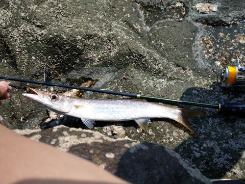 アカカマスの釣果