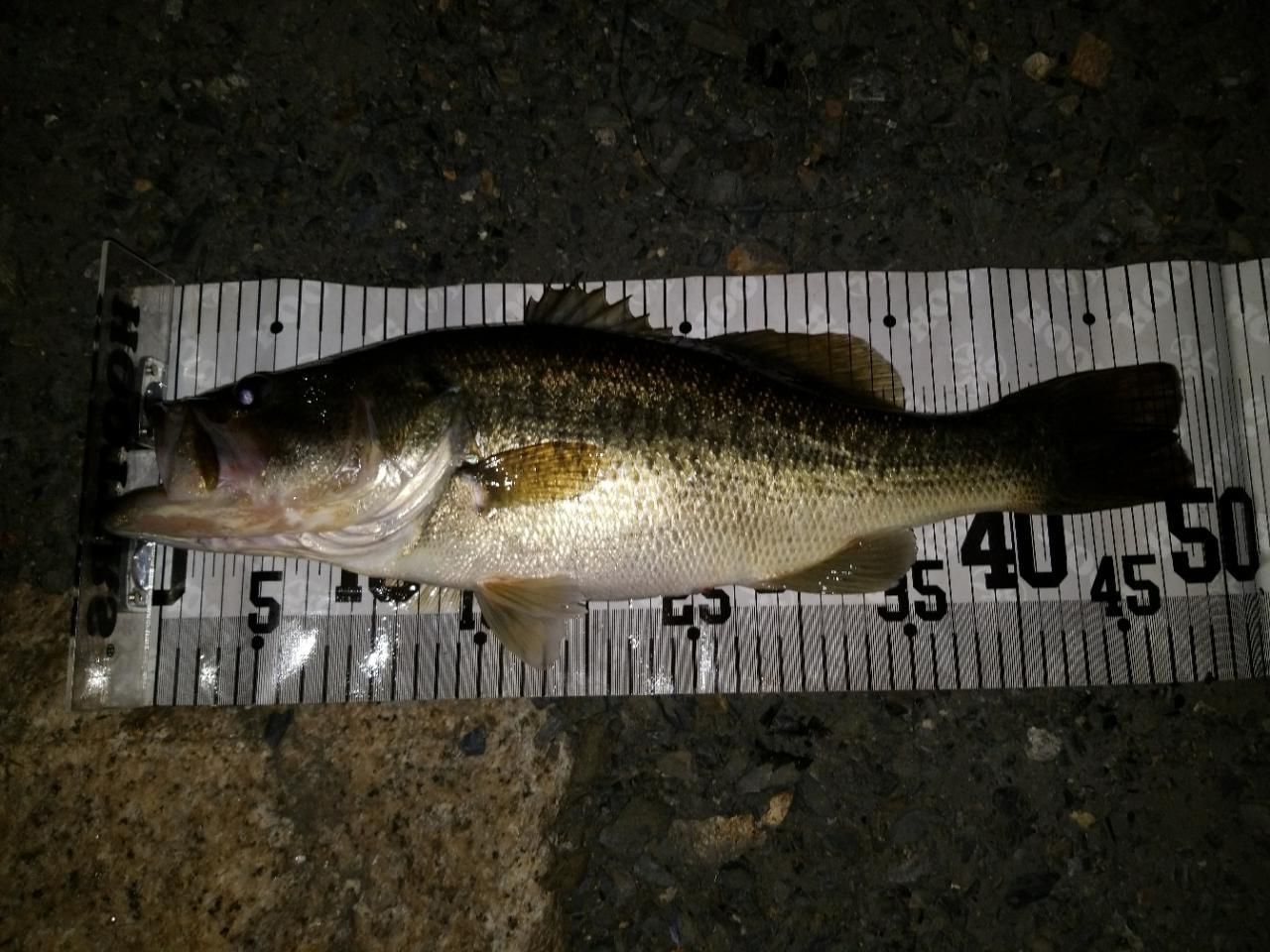 ラージマウスバス