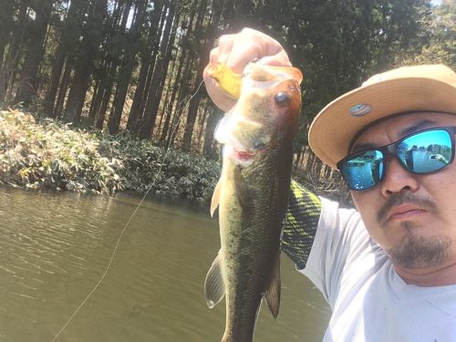 ブラックバスの釣果