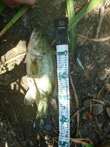 ブラックバスの釣果