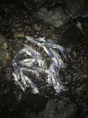 マメイカの釣果