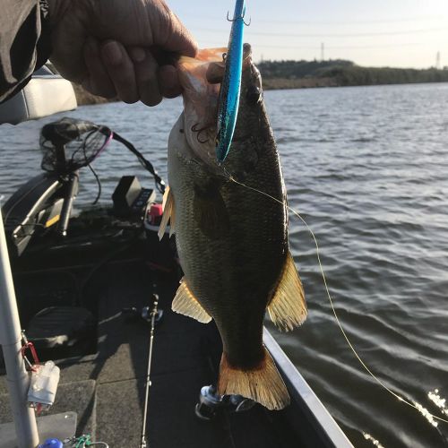 ブラックバスの釣果