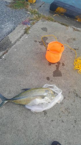 オニヒラアジの釣果