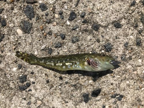 アナハゼの釣果