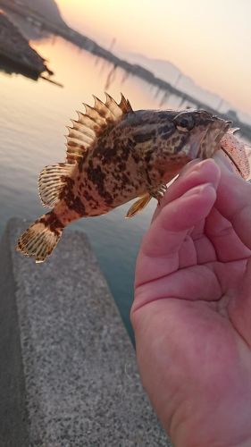 タケノコメバルの釣果