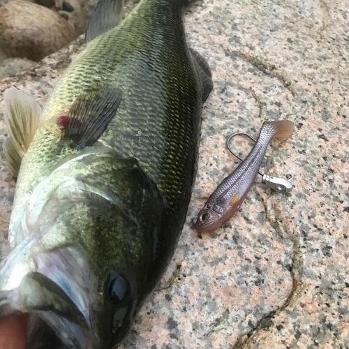 ブラックバスの釣果