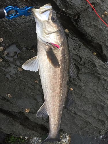 スズキの釣果