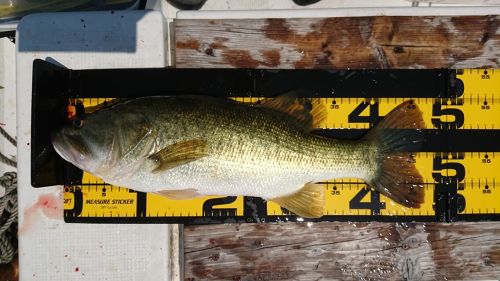 ブラックバスの釣果