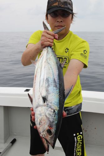 カツオの釣果