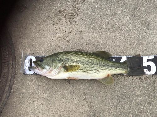 ブラックバスの釣果