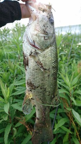 ブラックバスの釣果