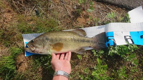 ブラックバスの釣果