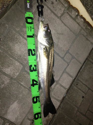 スズキの釣果