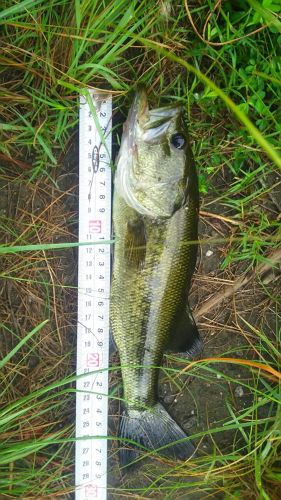 ブラックバスの釣果