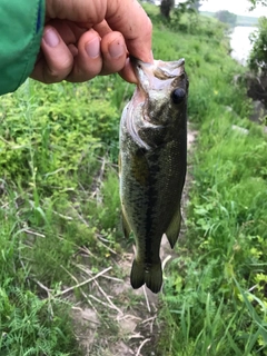 ラージマウスバスの釣果