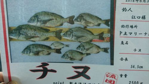 チヌの釣果