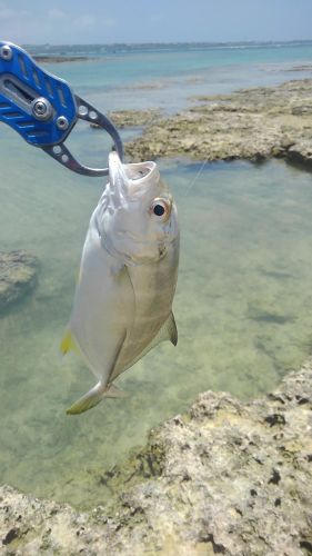 メッキの釣果